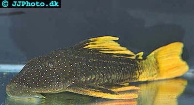 Hypostomus luteus